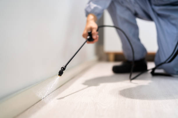 Licensed Wasp Control service in North Fort Lewis, WA - Nex Pest Control